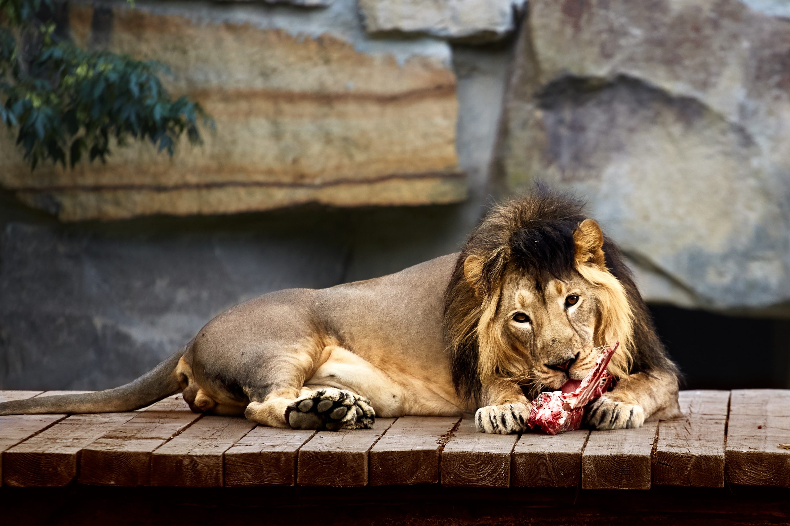 Você está visualizando atualmente O Leão foi alimentado
