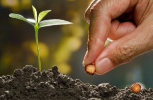 Leia mais sobre o artigo Como fazer a certificação de sementes e mudas?