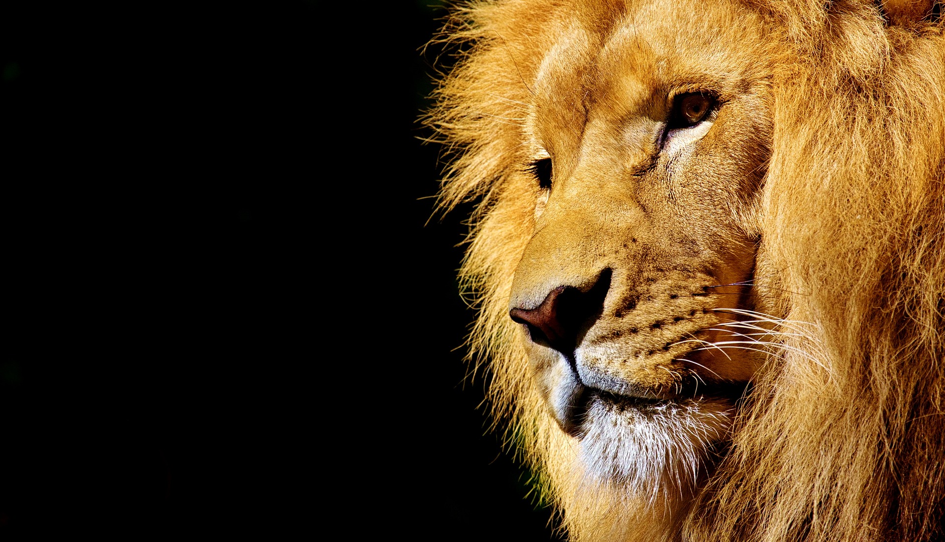 Você está visualizando atualmente Entenda a razão do Leão ser o símbolo do Imposto de Renda