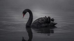 Cisne negro em água parada, ilustrando o risco imprevisível e a insegurança jurídica tributária no Brasil.