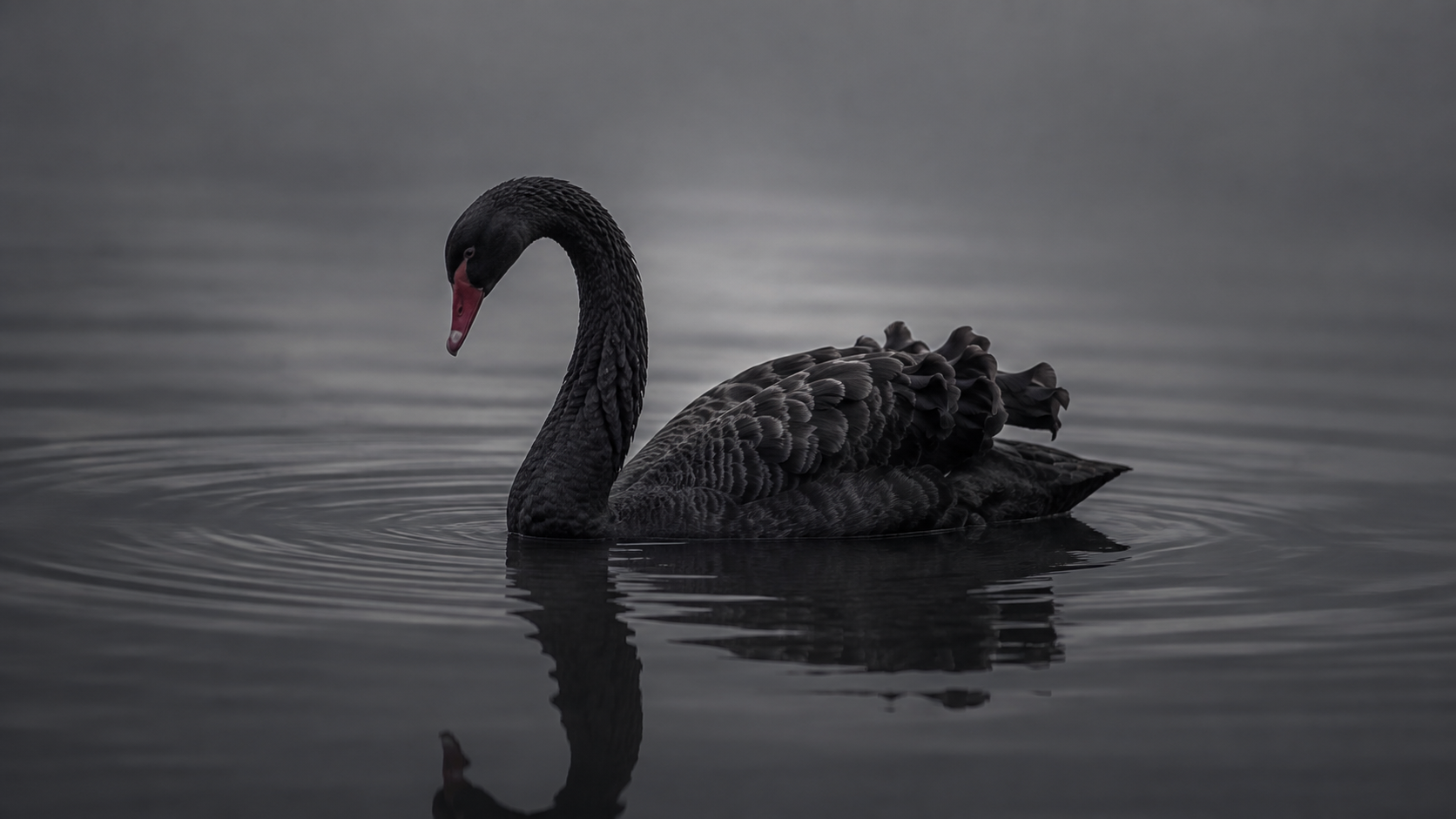 Cisne negro em água parada, ilustrando o risco imprevisível e a insegurança jurídica tributária no Brasil.